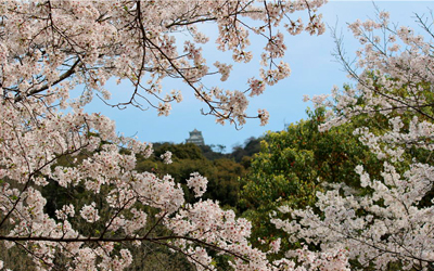 桜の岐阜城